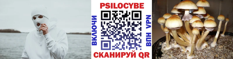 Купить закладки Свободный Псилоцибиновые грибы Cubensis